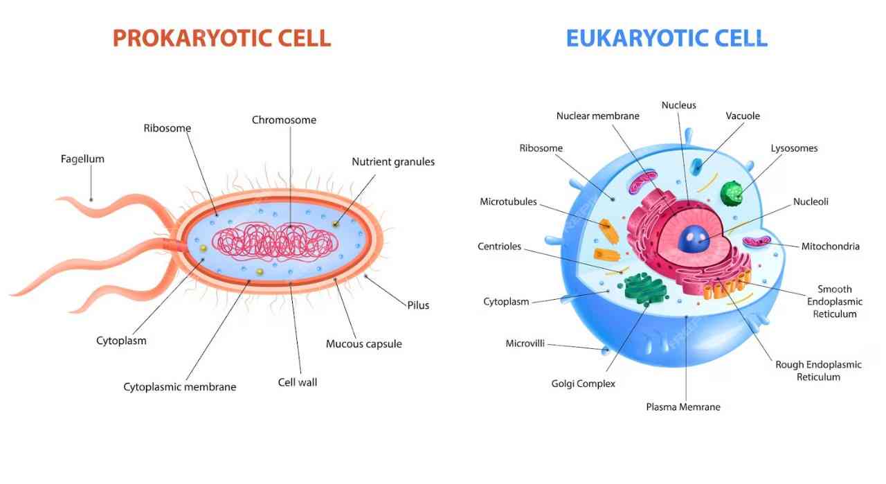 Class 9 science prokaryotic and eukaryotic cell structure